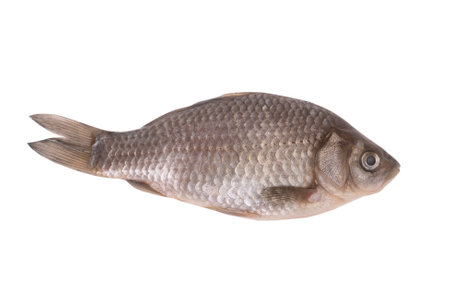 Fresh raw fish isolated on white backgroundの写真素材