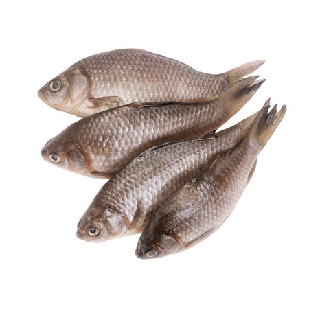 Group of fresh uncooked fishes isolated over white backgroundの写真素材