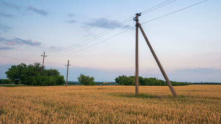 Yellow wheat field at sunset. Harvesting in agricultureの写真素材