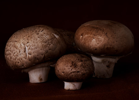 mushrooms grow on a dark backgroundの写真素材