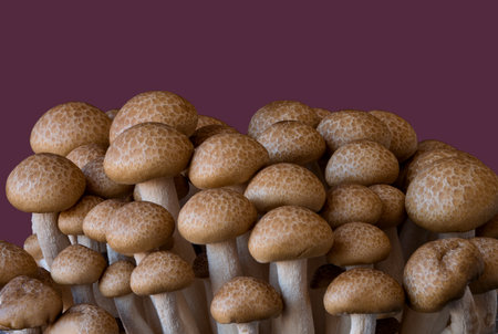 Eringi mEringi mushrooms grow on a blackの写真素材