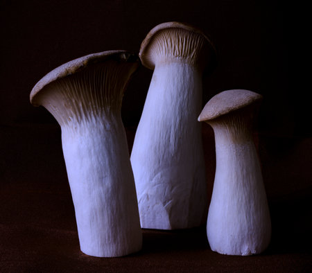 Eringi mushrooms grow on a black backgroundの写真素材