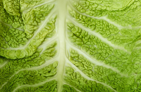 green cabbage leaf as background texture for artistsの写真素材