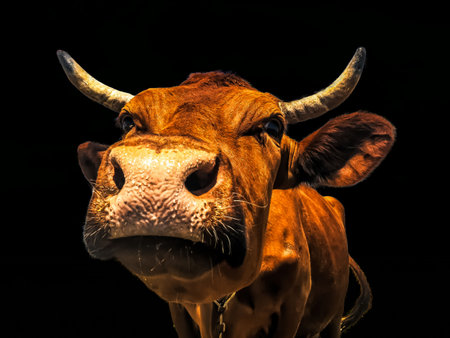 head of a cow on the background of a field on a farm