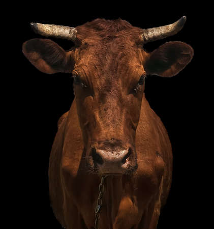 head of a cow on the background of a field on a farm