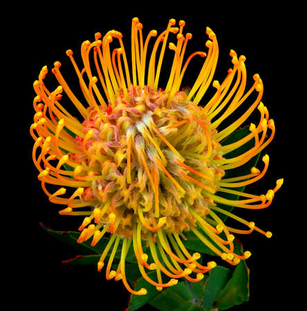 Orange flower of leucospermum isolated on white