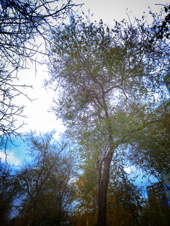 Autumn trees and blue sky in the city park. Toned.