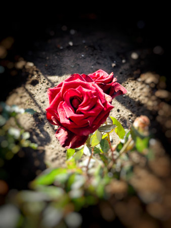 rose flowers grow in a flower bed in the garden,の写真素材