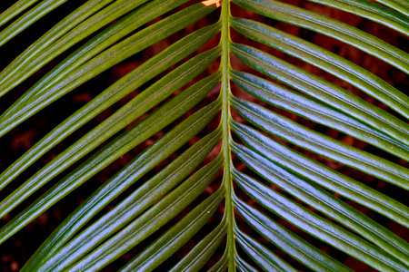 Green palm leaf close-up on a dark background. Tropical background