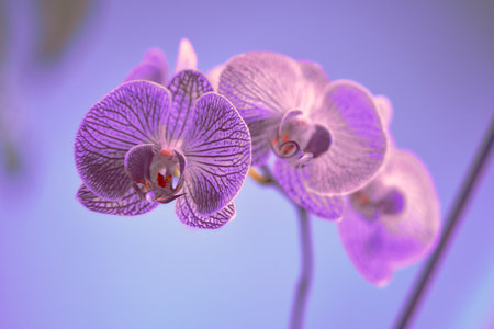 Beautiful purple orchid flowers, phalaenopsis, close upの写真素材