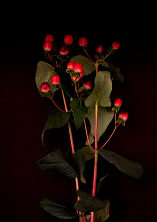 Flowering branch of hypericum with red berries on a dark backgroundの写真素材