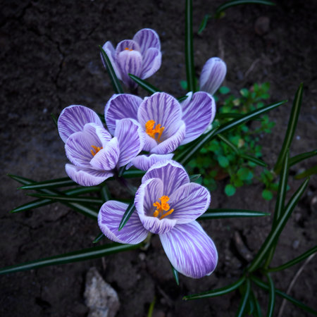 Purple crocus flowers on a dark background. Spring flowers.