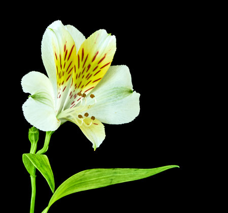 White alstroemeria flower isolated on black background with clipping pathの写真素材