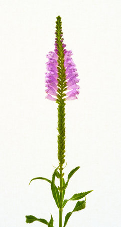 Purple flower on white background with copy space for your text.の写真素材