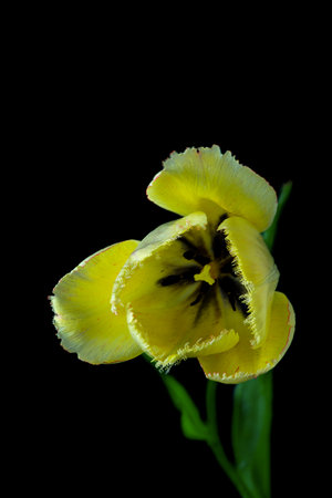 Yellow tulip isolated on black background. Close up. Studio shot.の写真素材