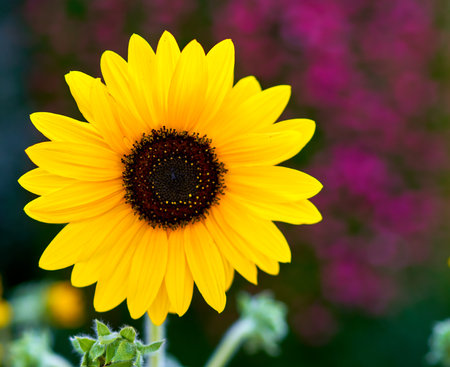 Beautiful sunflower in the garden, close-up, macroの写真素材