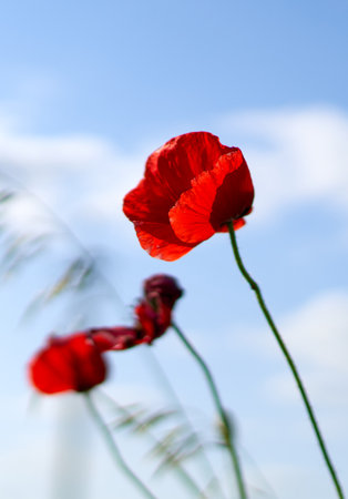 poppy flowers on a background of blue sky and white clouds.の写真素材