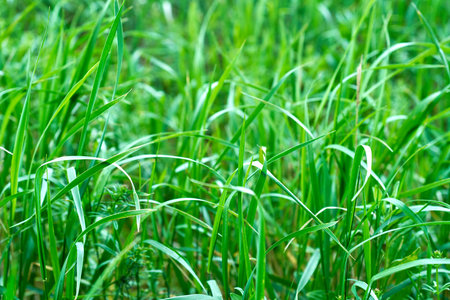 Green grass background. Close up of green grass in the field.の写真素材