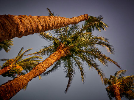 Palm trees against the blue sky in the evening. Retro style.の写真素材