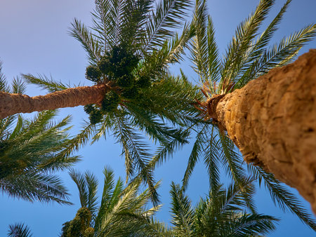 Palm trees on the blue sky background. Top view of palm trees.の写真素材
