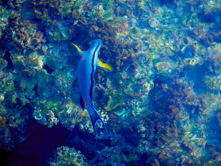 Fish in the Red Sea. Egypt. Sharm El Sheikh.