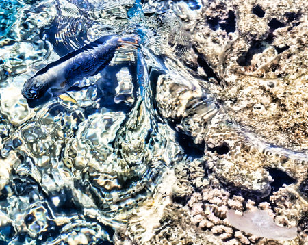 Coral reef in the Red Sea, Egypt. Shallow depth of fieldの写真素材