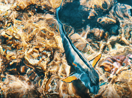 Fish swim in the sea. Close-up of an animal swimming in the water.の写真素材