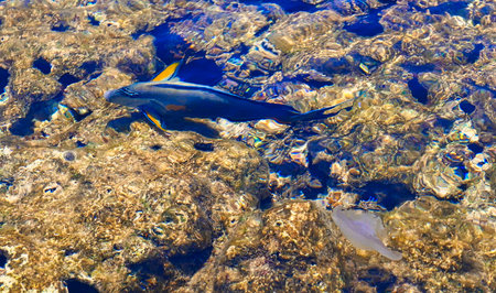 underwater scene with fish in the clear water of the Mediterranean Sea