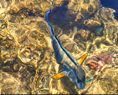 Aerial view of the crystal clear sea water and coral reef.