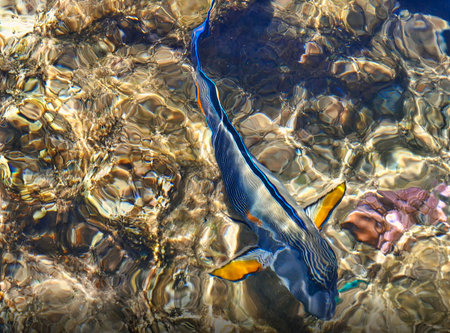Underwater view of the red sea, Egypt. Sharm El Sheikh