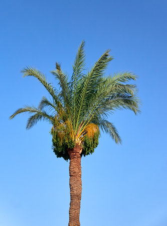 Palm tree on a background of blue sky, Egypt, Africaの写真素材