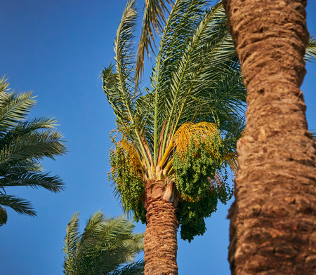 Date palm tree with green leaves and flowers against blue sky background.