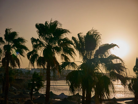 Sunset on the beach with palm trees in Hurghada, Egyptの写真素材