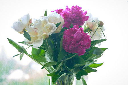 Bouquet of peonies in a vase on the windowsillの写真素材