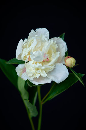 White peony on a black background. Beautiful white peony.の写真素材