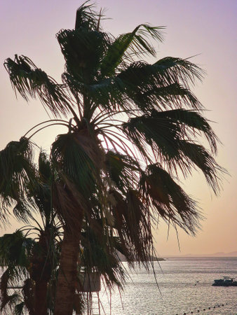 Palm trees on the beach at sunset in Egypt, Africa.の写真素材