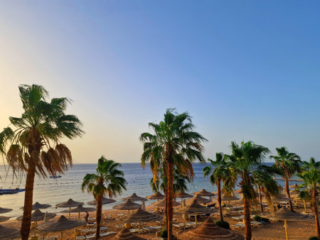 Palm trees on the beach at sunset in Hurghada, Egypt