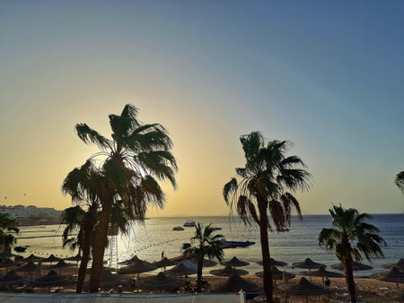 Palm trees on the beach at sunset in Hurghada, Egypt