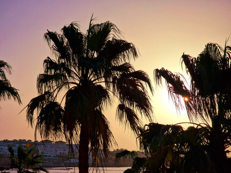 Palm trees silhouetted against the setting sun on the Mediterranean coastの写真素材