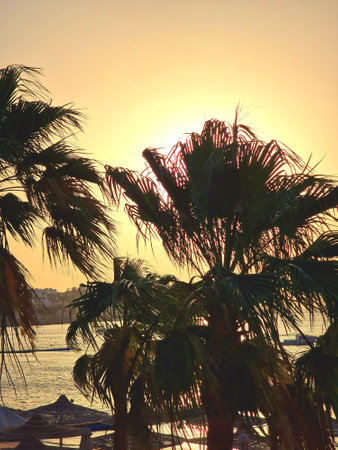 Sunset over the sea with palm trees. Egypt, Sharm El Sheikhの写真素材