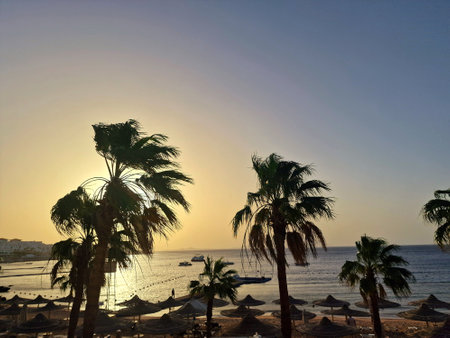 Palm trees on the beach at sunset in Hurghada, Egyptの写真素材