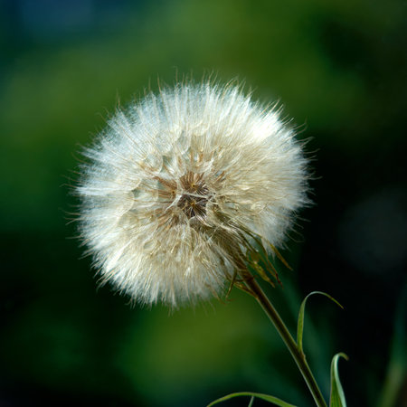 Dandelion on the background of green grass. Selective focus.