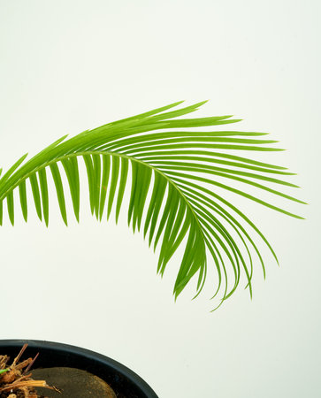 Coconut palm tree isolated on white background with clipping path.の写真素材