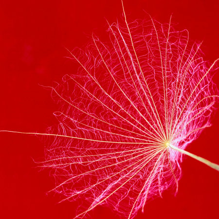 Dandelion seeds close-up on a red background. Macro