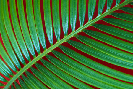 Green palm leaf on a red background. Close-up. Copy space.の写真素材