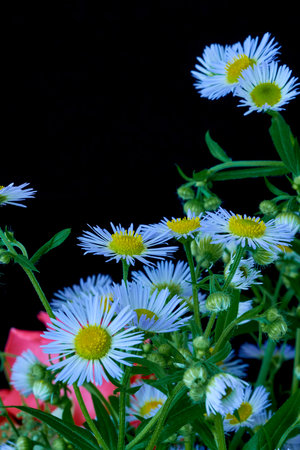 Aster flowers on a black background close-up, selective focus