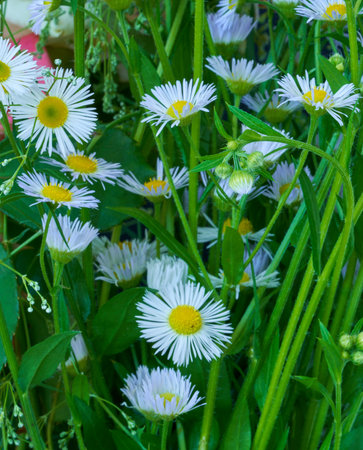 White daisies on a green background in the garden close up