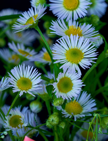 Beautiful white daisies on a dark background close-upの写真素材