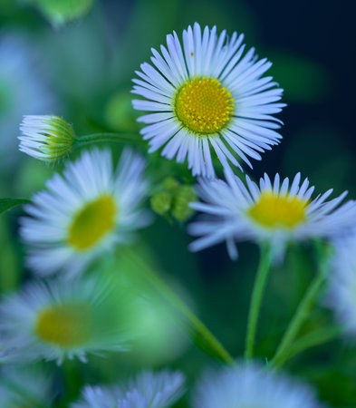 Close up of white daisies, shallow depth of field.の写真素材