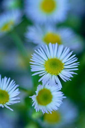 Beautiful daisies on a green background. Close-up.の写真素材
